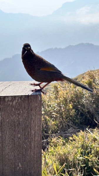 合歡東峰、小奇萊賞玉山杜鵑2542797