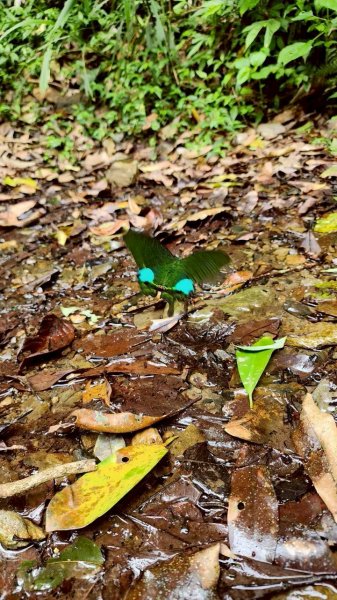 🌈5/23（六）-24（日）冷埤粗坑山×羅馬縱走FB：熊熊趴爬走(富裕登山社)🌈3060860