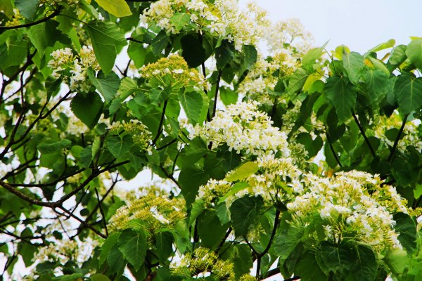 南勢角山-山訓飽覽桐花勝景951985