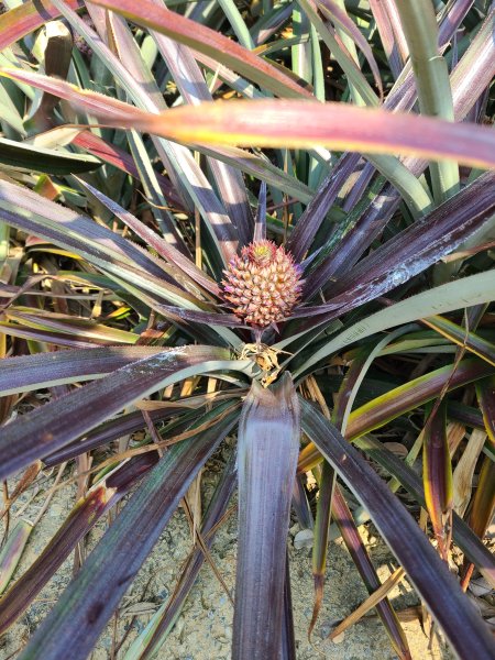 省議會後山步道2730848