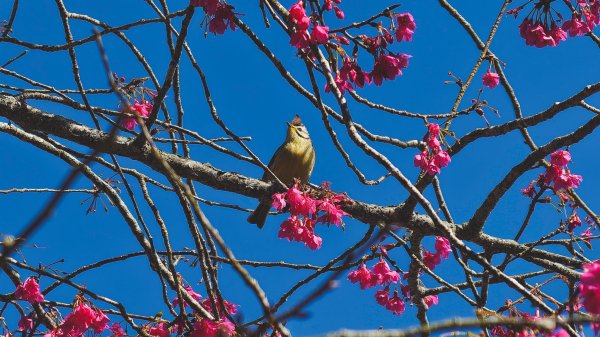 【台灣健行】春艷 • 寶山二集團2698527