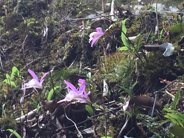 20160404苗栗加里山(二坪山入口)34208