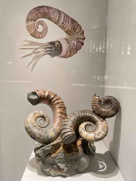 雨天備案💙 台灣博物館的古生代館-台大動植物館免費參觀-北投♨️季2798997