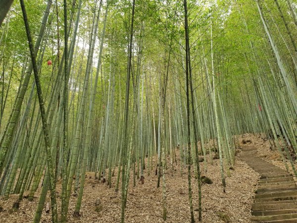 嘉南雲峰、石壁山登山步道（小百岳）1351694