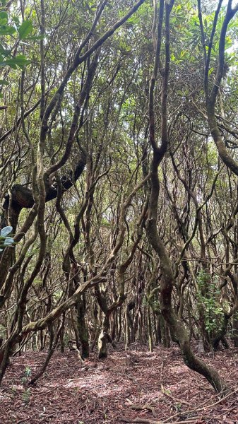 橫沙笛O繞2824596