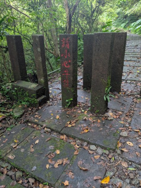 20251108桃源谷到草嶺古道大里天公廟2931446