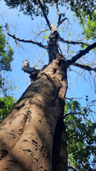 《彰化》富士櫻花｜花壇大嶺巷步道群及西來園（銀行山）登山步道202402132424698