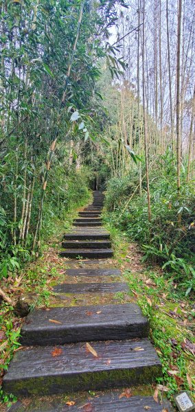 2025-01-18頂湖步道2694223