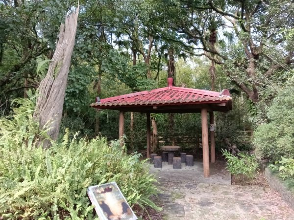 雙溪區冬陽下閃閃菅芒花2949419