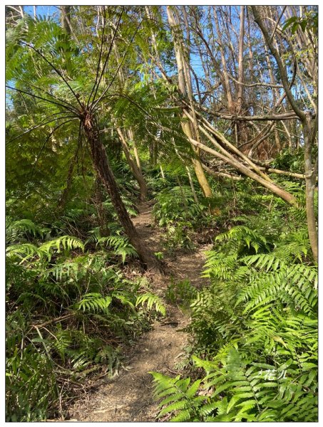 炮子林山、樟山、恆光橋崙 (政大三小山)2715727