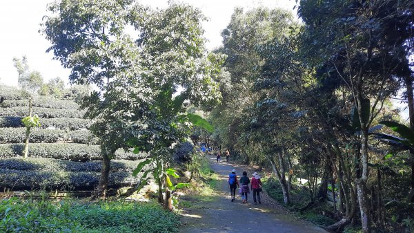 《南投》竹林台灣杉｜溪頭山竹崙山志騰山O繞202302182035888