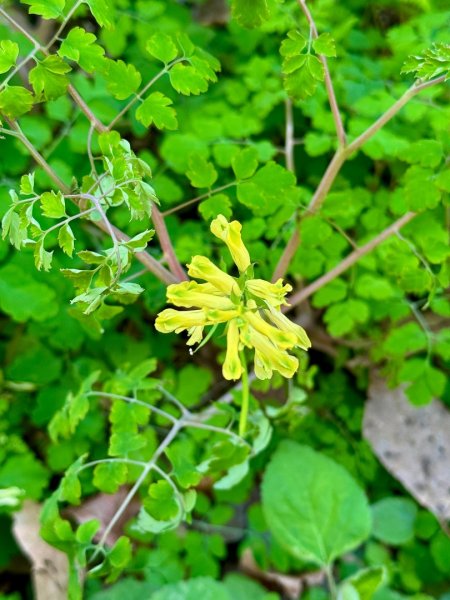 雪山坑登山步道尋巨人2978267