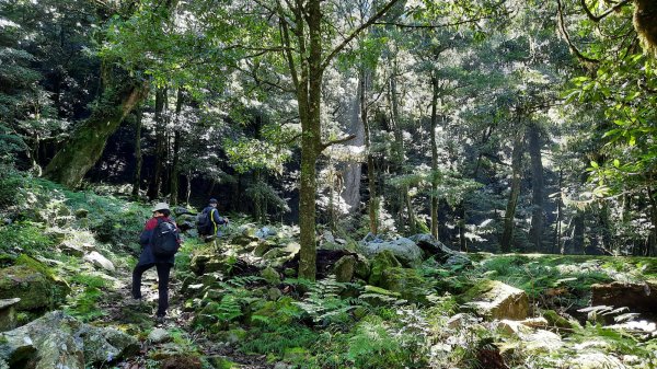 《台中》迷霧巨木為伴｜走訪大雪山船型山202109041454169