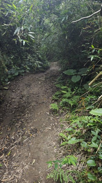 2025-0505 觀音山土路追桐花+牛港稜步道2781370