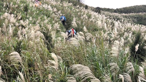 秋季品味古道與芒海的山行在猴硐牡丹山與金瓜石山2950970