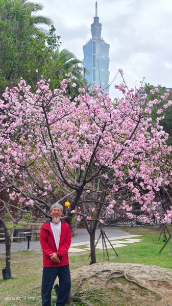 #虎山  #101大樓  #國父紀念館 #河津櫻 #中正紀念堂 2/193002694