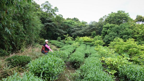 春之茶香花果處處開的石碇小格頭鱷魚島千島湖O型1688736