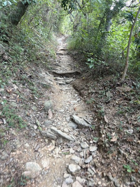 20251109棚集山步道2935233