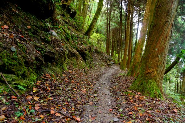 檜山巨木森林步道481523