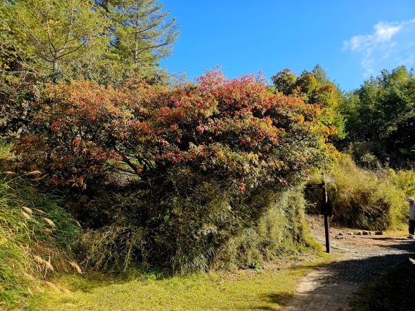 小雪山天池步道2962676