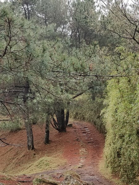 鹿林山步道封面