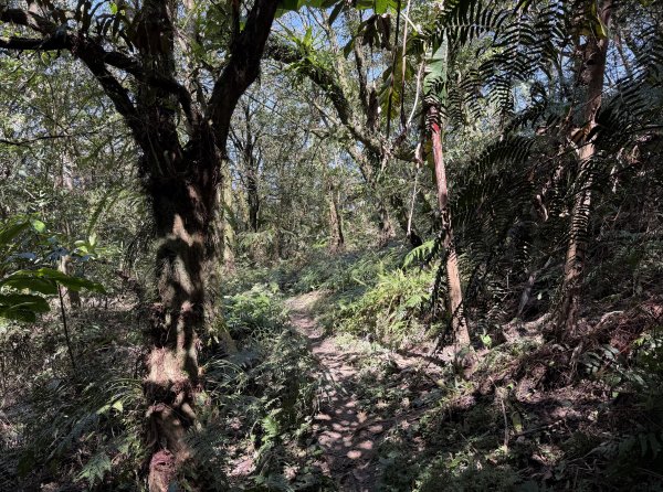 [淡蘭古道] 2026_0315 南路第三段_獵狸尖步道3017277