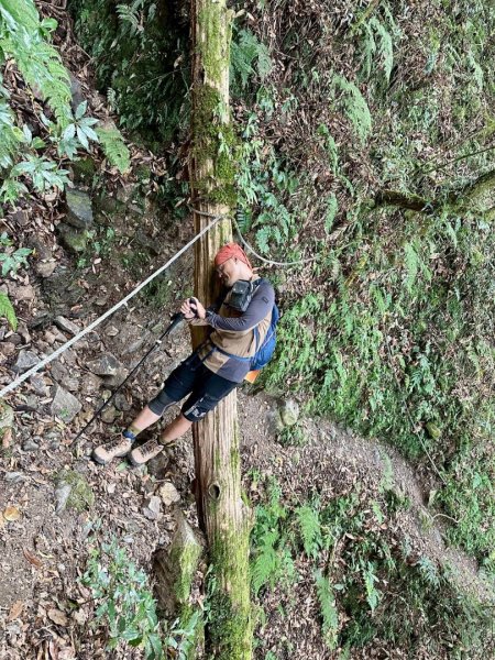 20251014雪見遊憩區 🚴‍♂️咖搭車走司馬限林道上東洗水山兩刷北坑山至大板根2916385