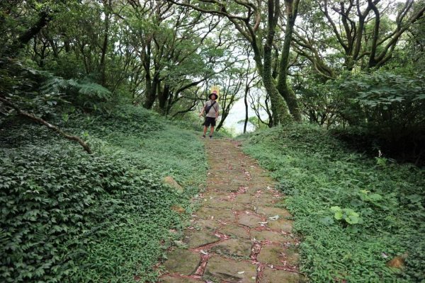 陽明山  菜公坑山 反經石   水車寮步道。林木蓊鬱  豐富的蕨類植披，絕佳避暑古道2174020