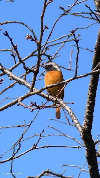 #河津櫻 #八重櫻 #山櫻花 #黃尾鴝 #綠繡眼 #夕陽 2/122997675