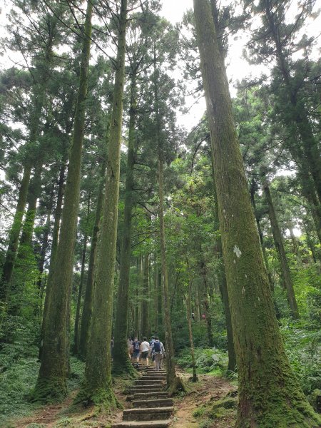 小百岳NO.22-東眼山自導式步道1024260