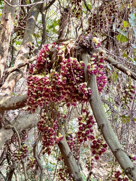 草尾嶺血藤滿山開3019027