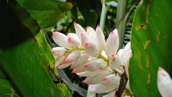 土白公路版1662776