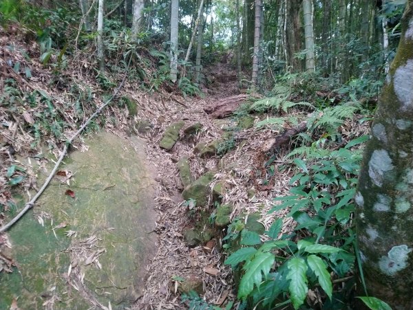 溪頭鳳凰山米堤進來回(小百岳編號053)715570