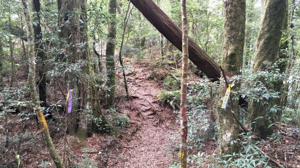 金柑樹山&忘憂森林步道20171023193216