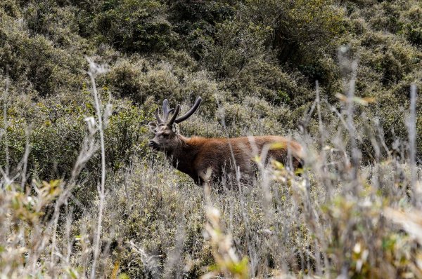 戒茂斯上嘉明湖三天兩夜2769428