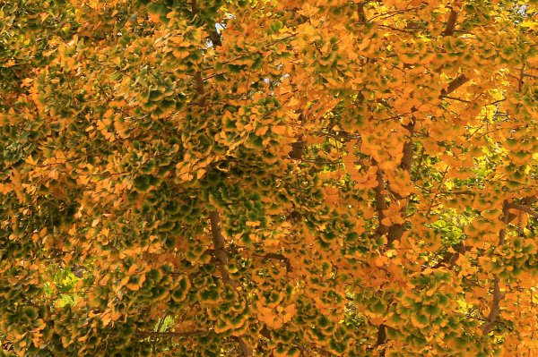 【南投~仁愛】清境農場賞銀杏落羽松楓紅1209044