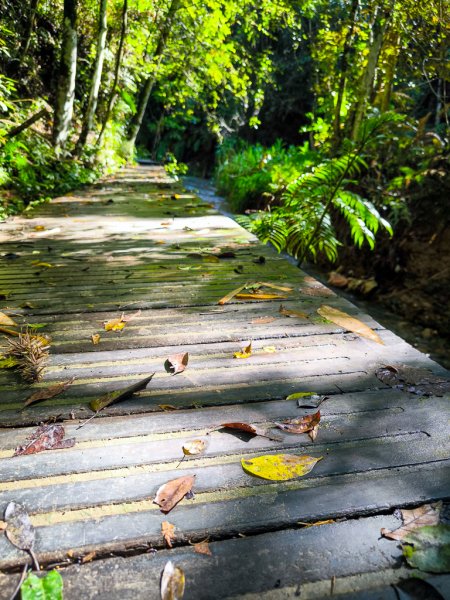 2024-08-22 澀水森林步道2578369