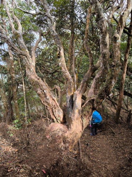 2026-01-18 埔里關刀山2989588