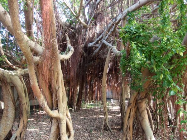 鰲峰山--牛罵頭遺址‧玉帶橋‧運動公園358859