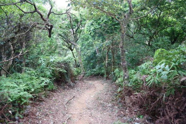 〔內湖〕文間山，劍南蝶園，劍潭古寺，婆婆橋 鄭成功廟步道2249288