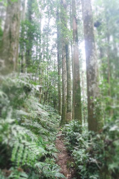 志繼山、東眼山、拉卡山O型環走401767