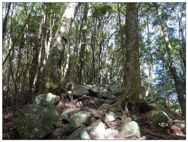 屋我尾山 北登山口 (大雪山林道31.3K)2985531