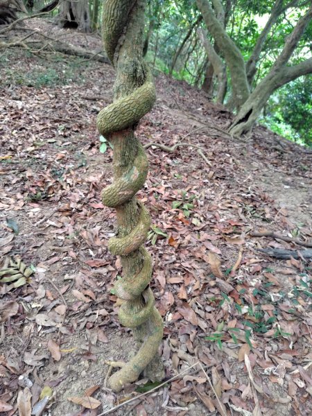大棟山系南段 水利古道西口 上 竹高崙山 連走 鳥子嶺 坑仔內山 大崖山 下 龍目井農場2953175