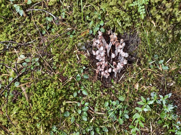 北一段(14/14)高山植物 2025_0906~132887634