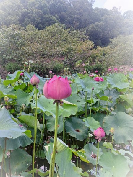 中坑荷花楓樹稻田3078860