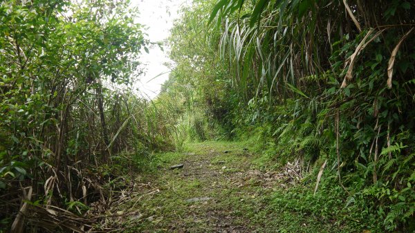 腦寮坑古步道連走拱照步道登山健行趣(步道)1666995