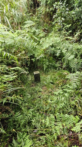 20251115冷水大山-頂中股山2936642