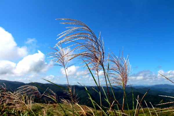 草嶺古道-桃源谷遍野芒花翻飛，飽覽絕美山海奇景！2335626