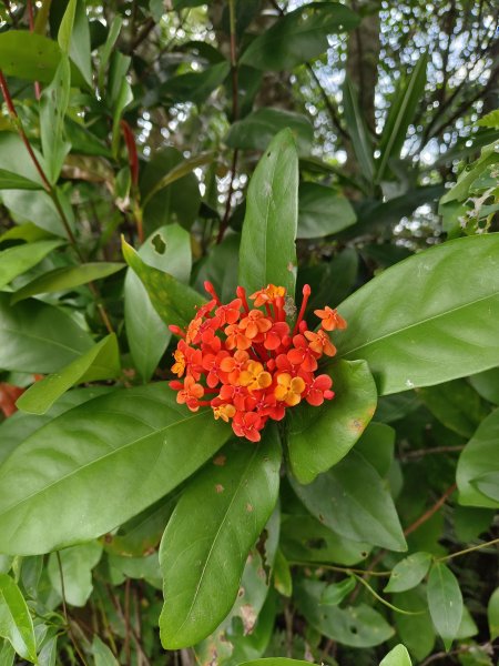 2022.9.21南勢角山健行2746033