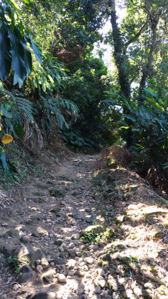 大溪大灣坪古道-環湖公路-新溪洲山步道728057